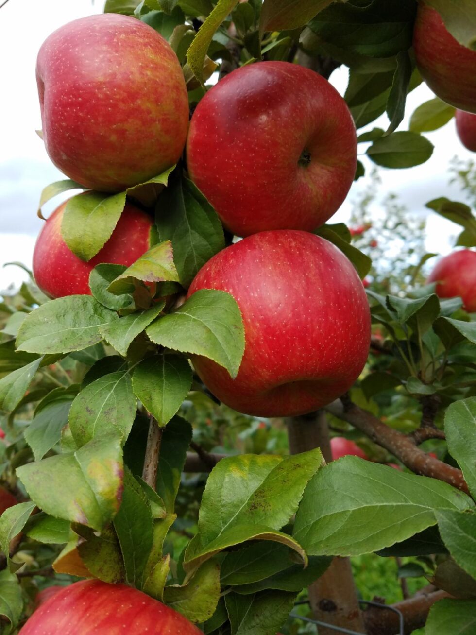Home Appleland Farm Market