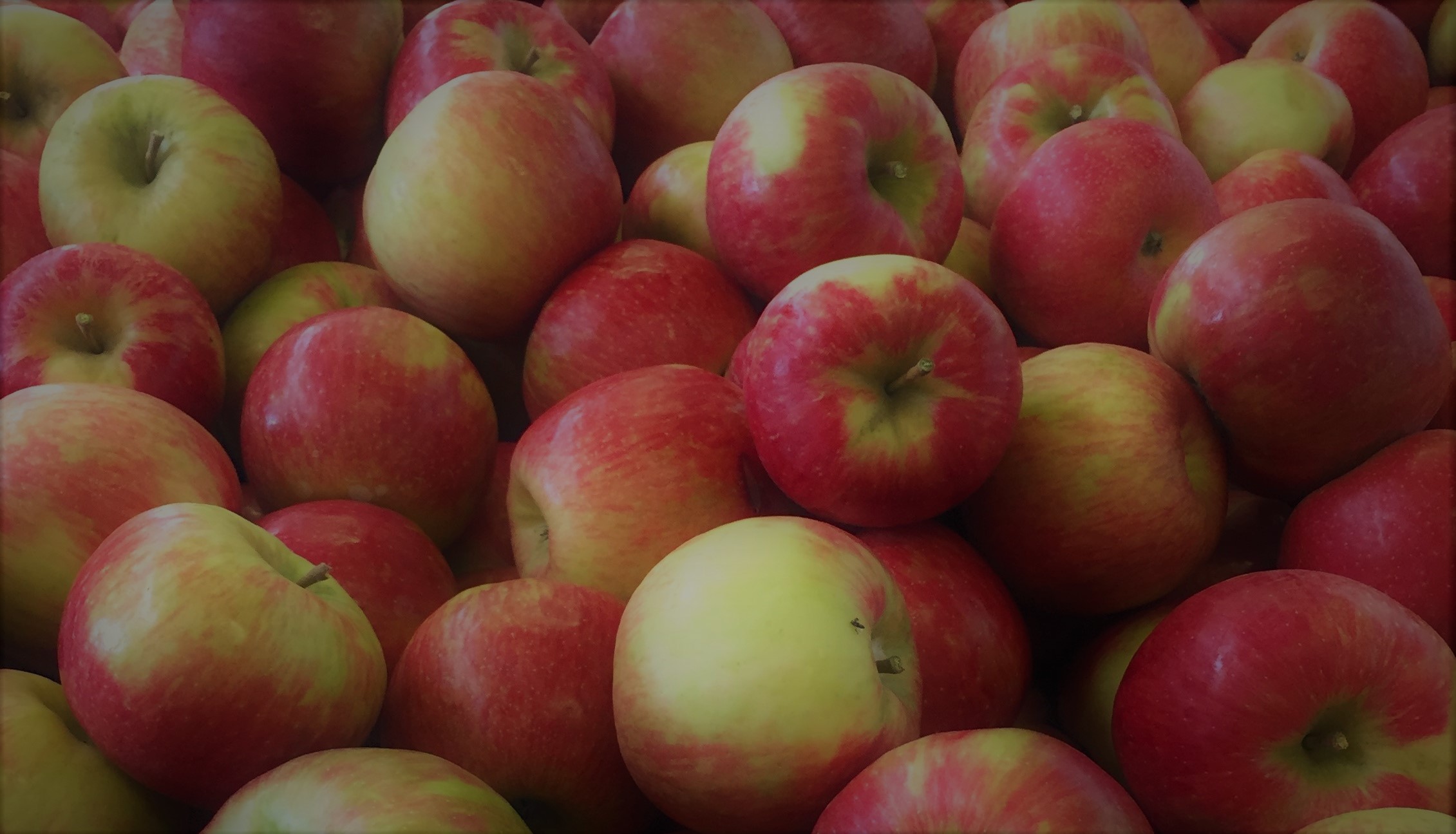 Apple pickingpick your own applesAppleland Farm MarketOzaukee County, WI