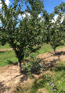 Plum-tree