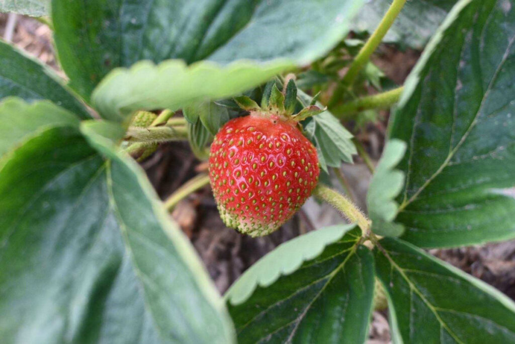 Home Appleland Farm Market