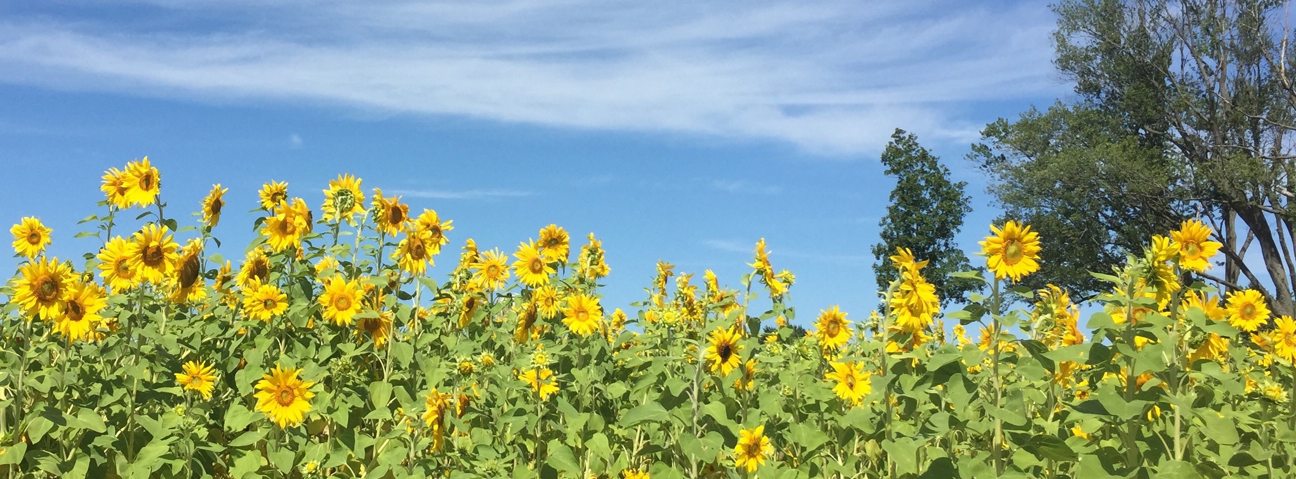 Apple pickingpick your own applesAppleland Farm MarketOzaukee County, WI