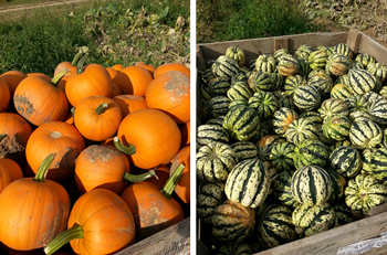 pumpkins-and-squash